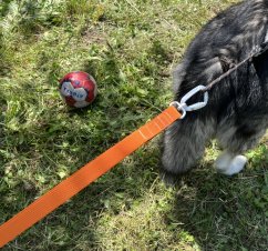 Vodítko s amortizérem na scootering Waradog Bungeeflex oranžová