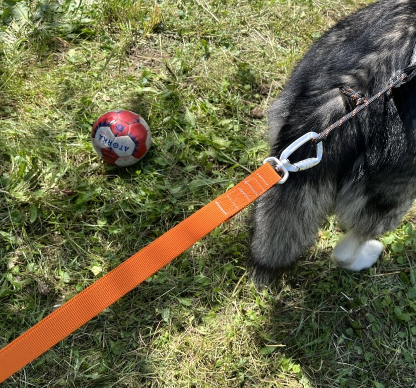 Vodítko s amortizérem na canicross Waradog Bungeeflex oranžová - Šířka vodítka: 2,5 cm