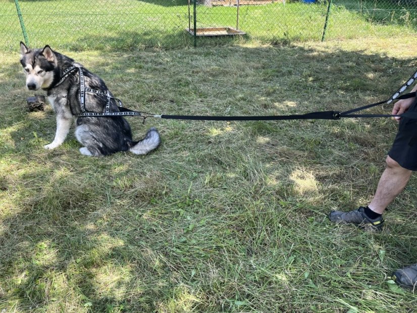 Vodítko s amortizérem na canicross Waradog Bungeeflex černá