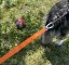 Vodítko s amortizérem na canicross Waradog Bungeeflex oranžová - Šířka vodítka: 2,5 cm