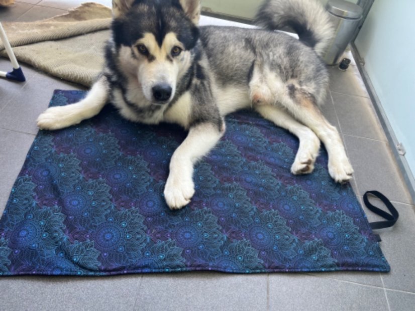 Cestovní deka pro psa NATRON dry earth